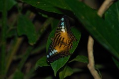 Parthenos sylvia