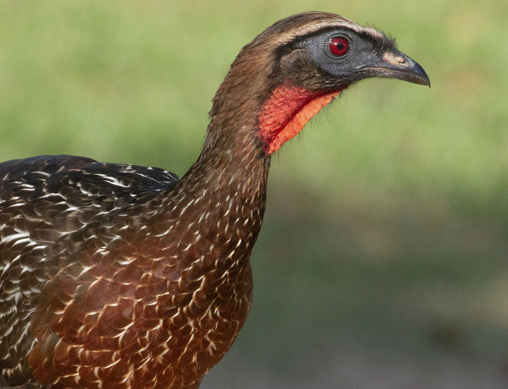 Chestnut-bellied Guan photo