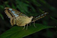 Parthenos sylvia