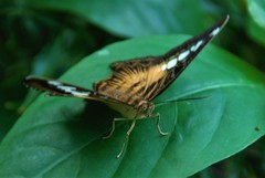 Parthenos sylvia