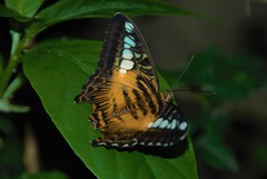 Parthenos sylvia