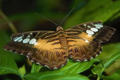 Parthenos sylvia