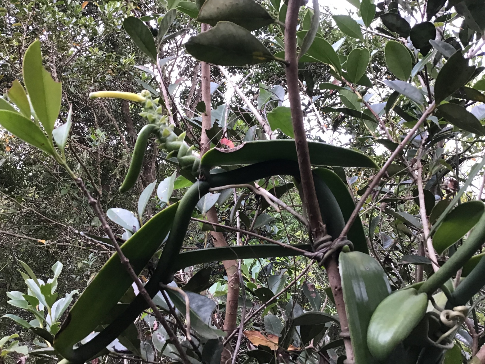 Vanilla chamissonis