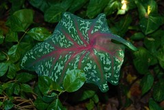 Caladium bicolor