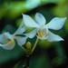 Phalaenopsis × intermedia - Photo (c) shierandrulist, algunos derechos reservados (CC BY-NC), subido por shierandrulist