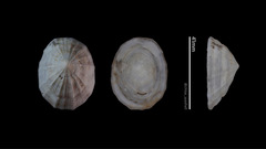 Niveotectura pallida