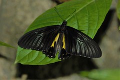 Troides rhadamantus