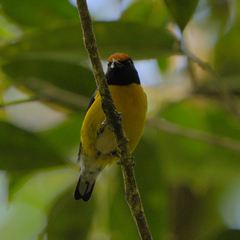 Euphonia anneae
