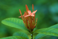 Ixora coccinea