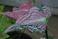 Caladium bicolor