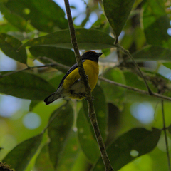 Euphonia anneae