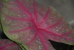 Caladium bicolor