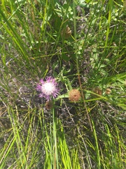 Centaurea trichocephala