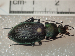 Carabus arvensis hokkaidoensis