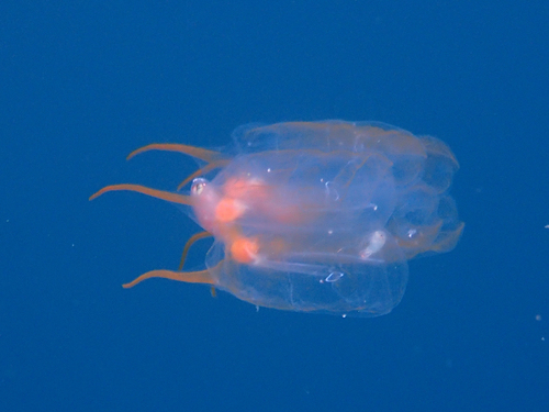 Pegea confoederata