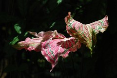 Caladium bicolor