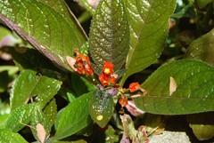 Caladium bicolor