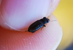 Notiophilus quadripunctatus