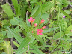 Collomia biflora