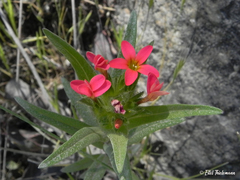 Collomia biflora