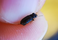 Notiophilus quadripunctatus