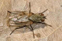 Anthomyia liturata