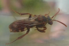 Nomada alboguttata