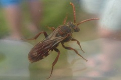 Nomada alboguttata