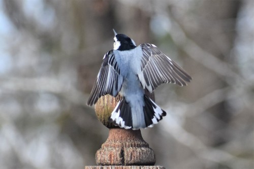 White-breasted Nuthatch, Pinson, AL, USA, photo 8 of 10