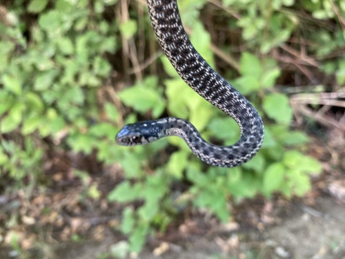 Wandering Garter Snake photographed in Washington