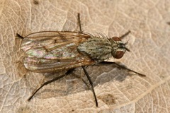 Anthomyia liturata