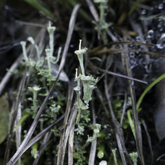 Cladonia concinna