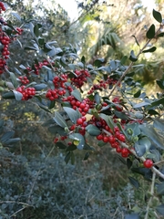 Ilex vomitoria image