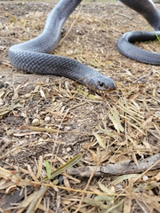 Drymarchon melanurus erebennus
