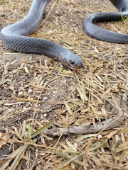 Drymarchon melanurus erebennus