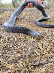 Drymarchon melanurus erebennus