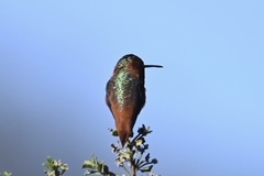 Selasphorus sasin sedentarius