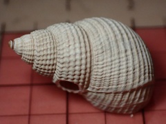 Nassarius fossatus