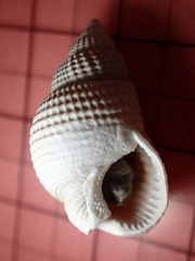 Nassarius fossatus