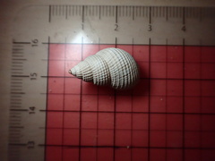 Nassarius fossatus