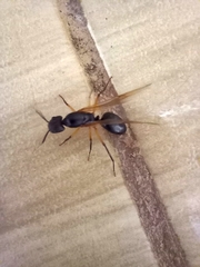 Camponotus renggeri