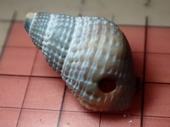 Nassarius fossatus