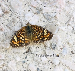 Phyciodes pallescens