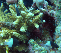 Pycnochromis dimidiatus