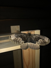 Brahmaea lunulata carpenteri