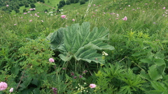 Heracleum leskovii
