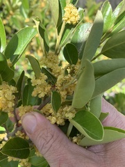 Petalostigma triloculare