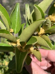 Petalostigma triloculare