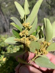 Petalostigma triloculare
