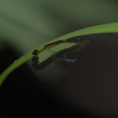 Nymphidium haematostictum image